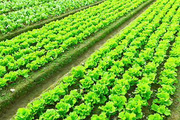 Image showing lettuce plant in field