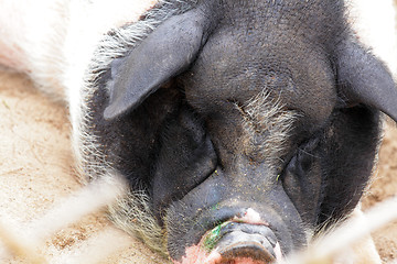 Image showing pig