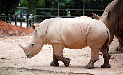 Image showing rhino