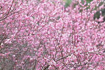 Image showing plum flower