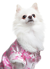 Image showing Pomeranian Spitz dog