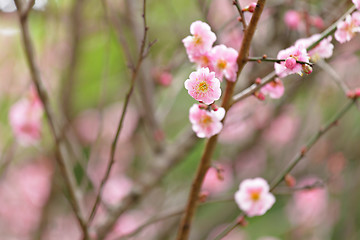 Image showing Plum blossom