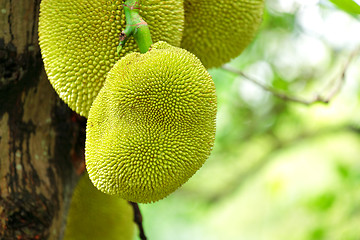 Image showing jack fruits