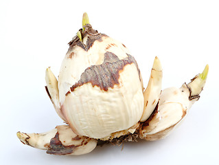 Image showing narcissus bulb