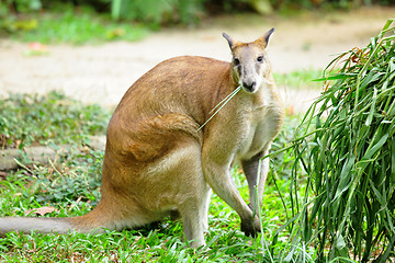 Image showing grey kangaroo