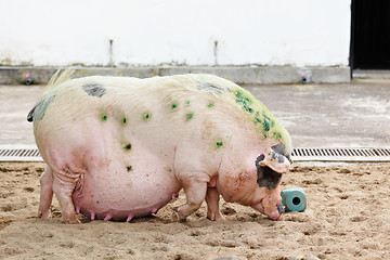 Image showing pig