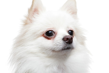 Image showing pomeranian dog