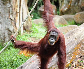 Image showing Orangutan