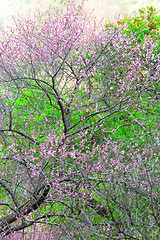 Image showing blossoms in forest at spring time