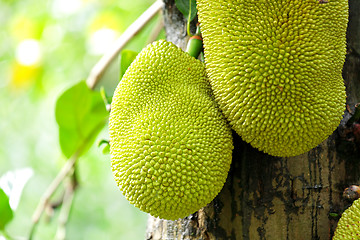 Image showing jack fruits