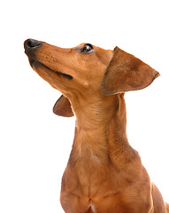 Image showing dachshund dog