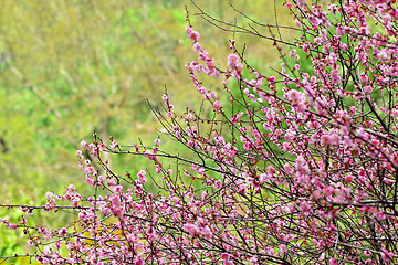 Image showing plum flower blossom