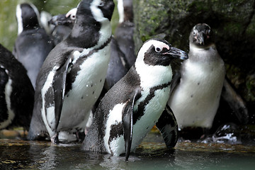 Image showing penguins