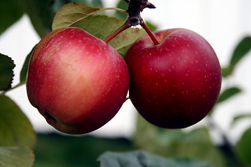 Image showing An apple a day keeps the doctor away