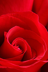 Image showing red rose