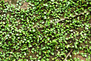 Image showing Green plant on wall