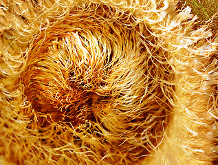 Image showing fern close up