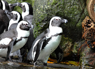 Image showing penguins