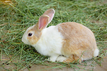 Image showing rabbit