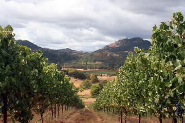 Image showing Vine Row