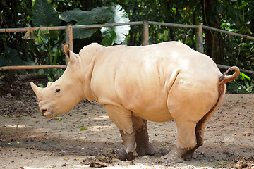 Image showing rhino