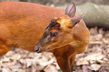 Image showing Indian Muntjac