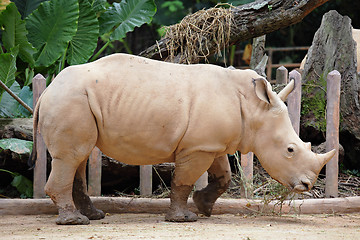 Image showing rhino