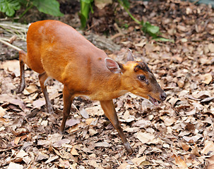 Image showing Indian Muntjac