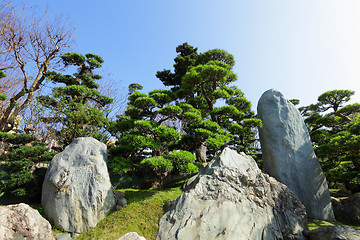 Image showing chinese garden plant