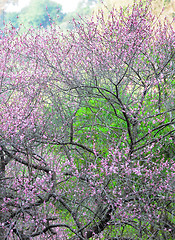 Image showing plum flower