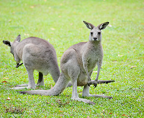 Image showing grey kangaroo