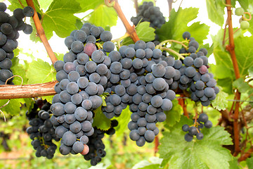 Image showing Wine Grape Clusters