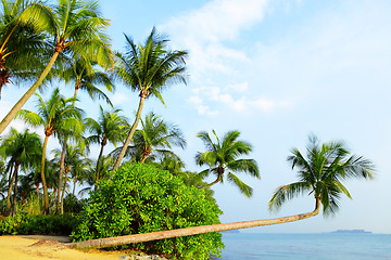 Image showing tree and landscape in sentosa, Singapore