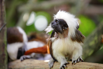 Image showing cotton top monkey