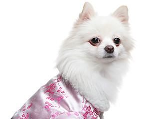 Image showing Pomeranian dog