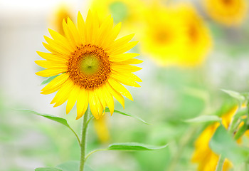 Image showing Sunflower