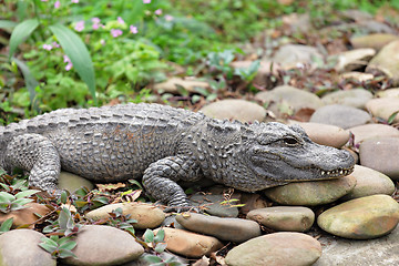 Image showing crocodile