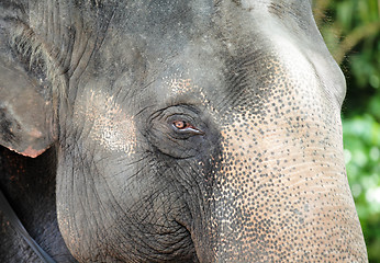 Image showing elephant close up