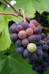 Image showing Small Grape Cluster