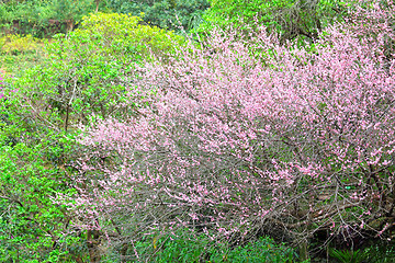 Image showing plum flower blossom