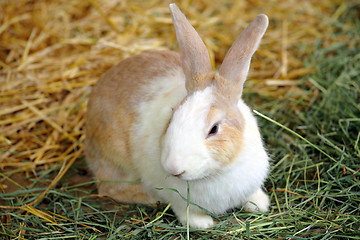 Image showing rabbit