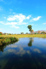 Image showing Wetland