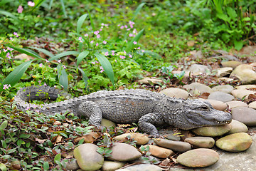 Image showing crocodile