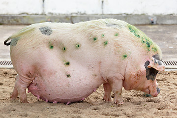 Image showing pig