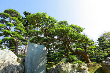 Image showing chinese garden plant