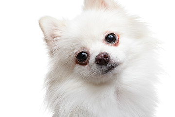 Image showing Pomeranian Spitz dog