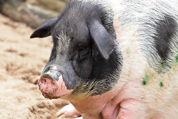 Image showing pig