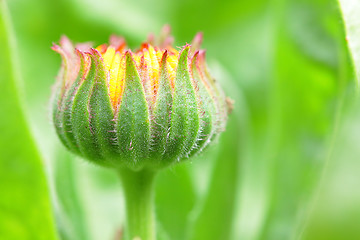 Image showing bud flower in the begining of the flowering