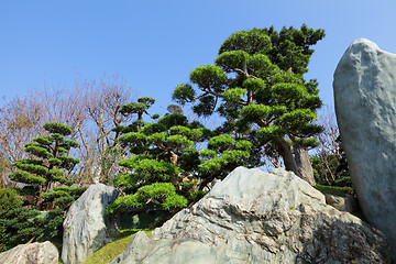 Image showing chinese garden plant