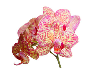 Image showing orchid flower